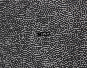 Nasenriemen-Leder_1050425IND-42