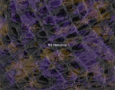 Nasenriemen-Leder_1060412IND-17