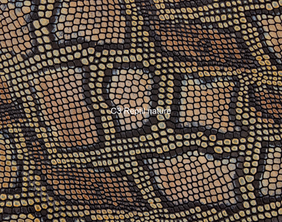 Nasenriemen-Leder_1060412IND-25