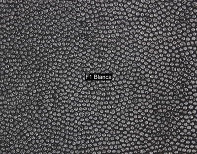 Nasenriemen-Leder_1060412IND-50