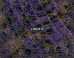 Nasenriemen-Leder_1060425IND-9