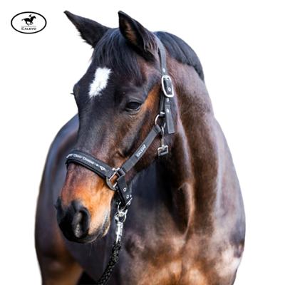 Calevo - Stallhalfter Classic DIAMOND CALEVO.com Shop